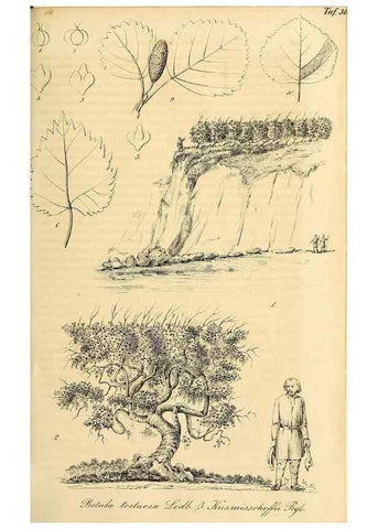 Reproducción/Reproduction 49690764857: Gartenflora.. Erlangen :F. Enke,1852-1940.. 