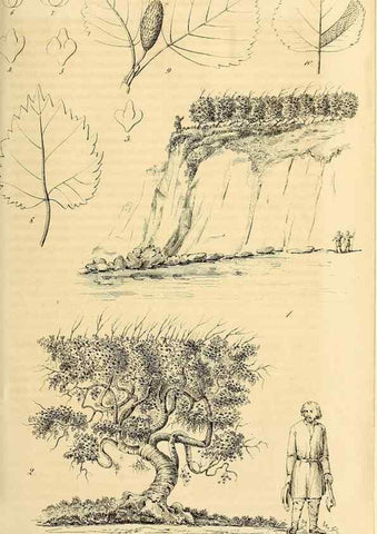 Reproducción/Reproduction 49690764857: Gartenflora.. Erlangen :F. Enke,1852-1940.. 