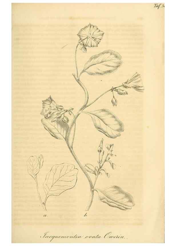 Reproducción/Reproduction 49689919598: Gartenflora.. Erlangen :F. Enke,1852-1940.. 