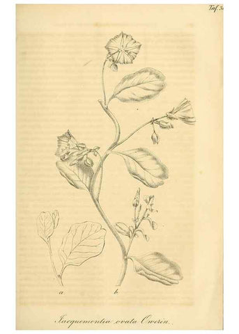 Reproducción/Reproduction 49689919598: Gartenflora.. Erlangen :F. Enke,1852-1940.. 