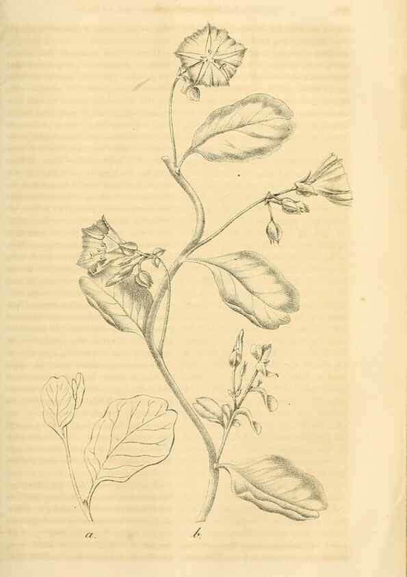 Reproducción/Reproduction 49689919598: Gartenflora.. Erlangen :F. Enke,1852-1940.. 