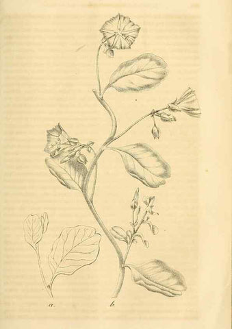 Reproducción/Reproduction 49689919598: Gartenflora.. Erlangen :F. Enke,1852-1940.. 