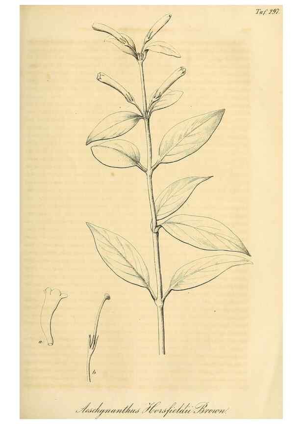 Reproducción/Reproduction 49690454011: Gartenflora.. Erlangen :F. Enke,1852-1940.. 
