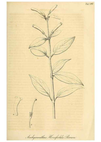 Reproducción/Reproduction 49690454011: Gartenflora.. Erlangen :F. Enke,1852-1940.. 