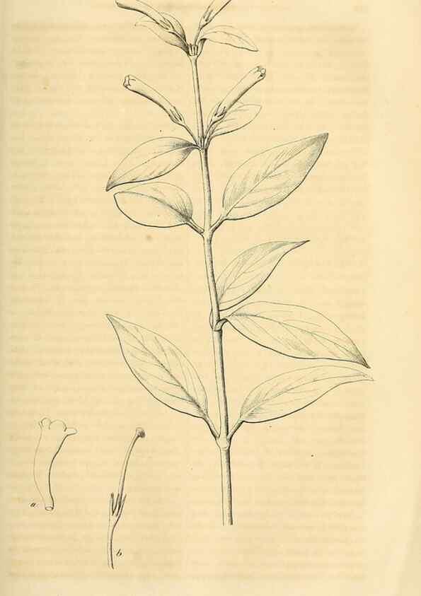 Reproducción/Reproduction 49690454011: Gartenflora.. Erlangen :F. Enke,1852-1940.. 