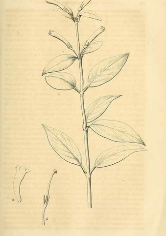 Reproducción/Reproduction 49690454011: Gartenflora.. Erlangen :F. Enke,1852-1940.. 