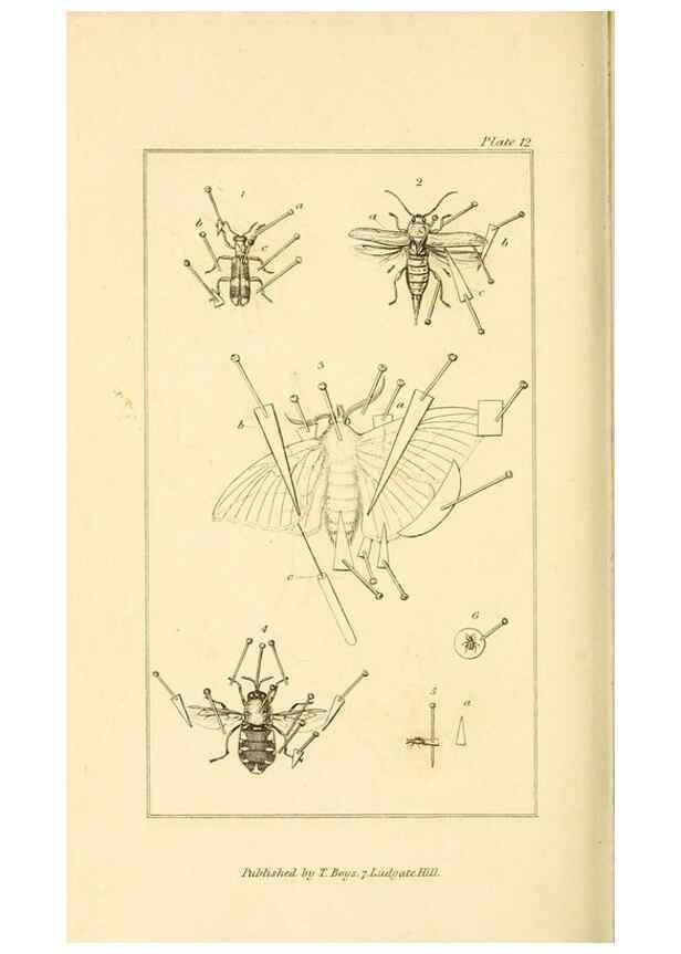 Reproducción/Reproduction 49679778988: The entomologist's useful compendium;. London,Printed for T. Boys,1819.. 