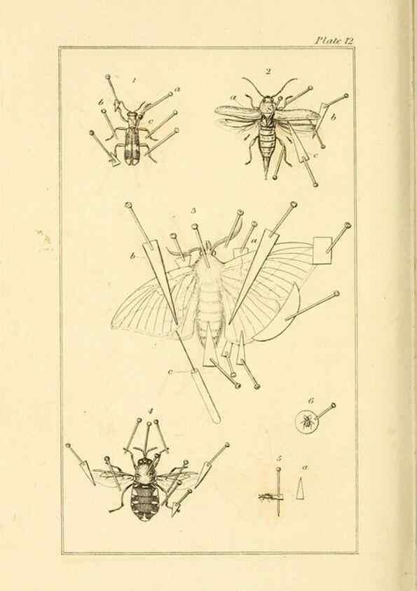 Reproducción/Reproduction 49679778988: The entomologist's useful compendium;. London,Printed for T. Boys,1819.. 