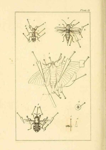 Reproducción/Reproduction 49679778988: The entomologist's useful compendium;. London,Printed for T. Boys,1819.. 