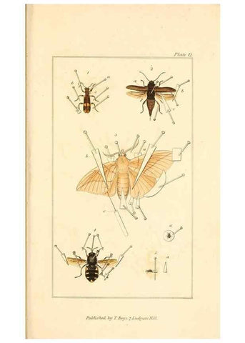 Reproducción/Reproduction 49680603177: The entomologist's useful compendium;. London,Printed for T. Boys,1819.. 