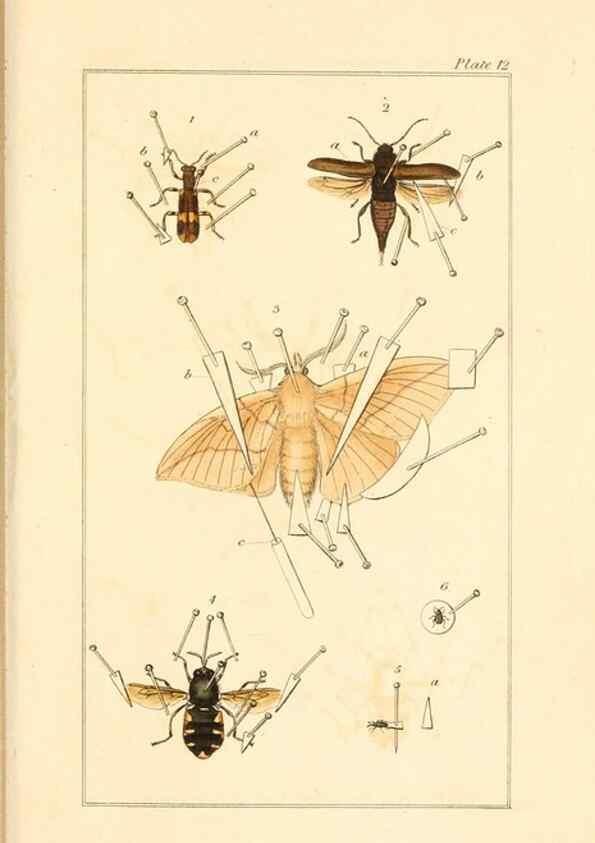 Reproducción/Reproduction 49680603177: The entomologist's useful compendium;. London,Printed for T. Boys,1819.. 