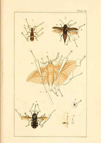 Reproducción/Reproduction 49680603177: The entomologist's useful compendium;. London,Printed for T. Boys,1819.. 