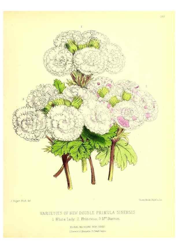 Reproducción/Reproduction 49679796878: The floral magazine;. London,L. Reeve & Co.. 