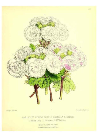 Reproducción/Reproduction 49679796878: The floral magazine;. London,L. Reeve & Co.. 