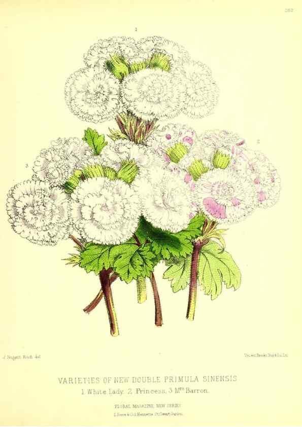 Reproducción/Reproduction 49679796878: The floral magazine;. London,L. Reeve & Co.. 