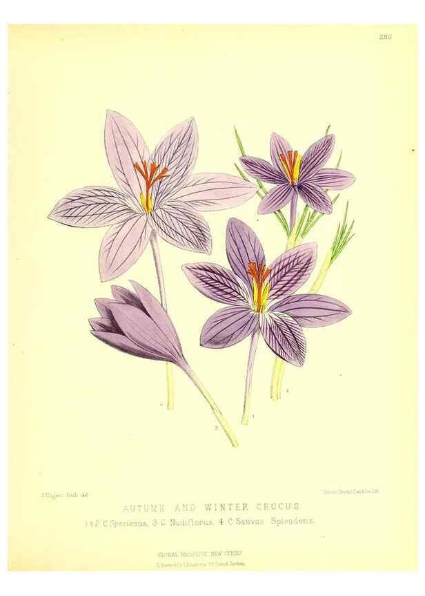 Reproducción/Reproduction 49680621772: The floral magazine;. London,L. Reeve & Co.. 