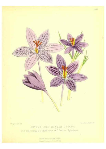 Reproducción/Reproduction 49680621772: The floral magazine;. London,L. Reeve & Co.. 