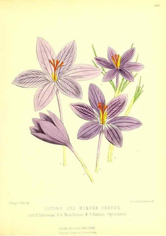 Reproducción/Reproduction 49680621772: The floral magazine;. London,L. Reeve & Co.. 