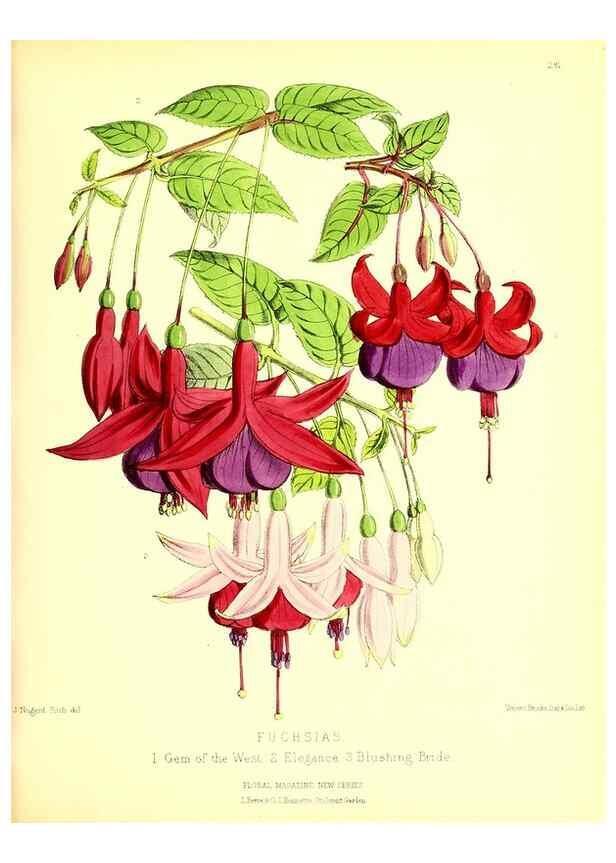 Reproducción/Reproduction 49679797453: The floral magazine;. London,L. Reeve & Co.. 