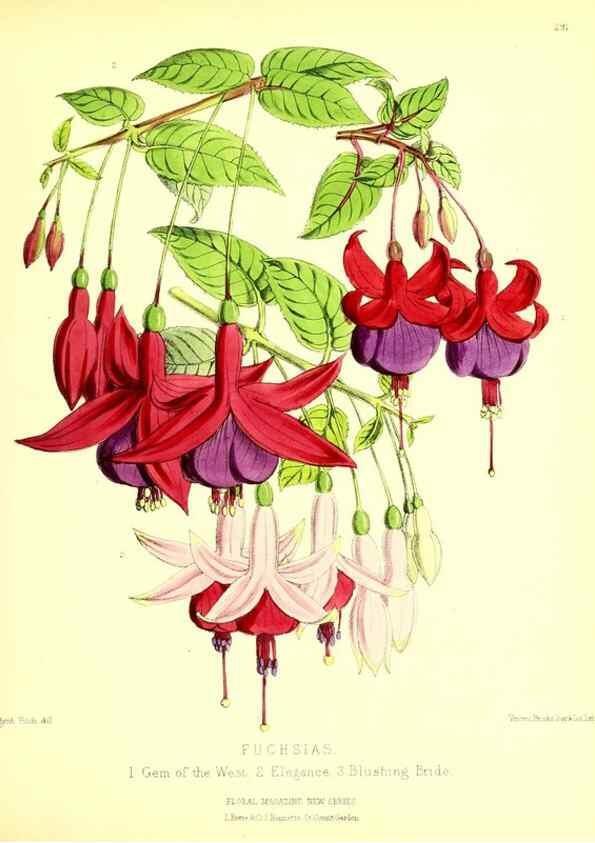 Reproducción/Reproduction 49679797453: The floral magazine;. London,L. Reeve & Co.. 