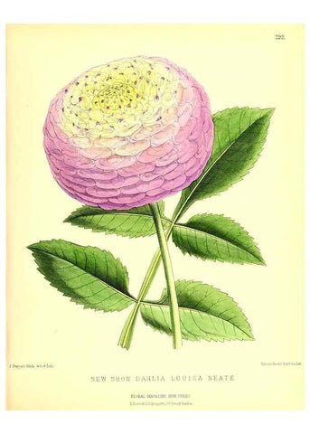 Reproducción/Reproduction 49679797678: The floral magazine;. London,L. Reeve & Co.. 