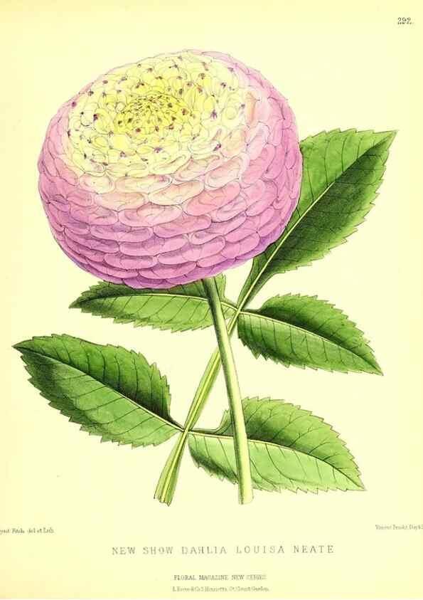 Reproducción/Reproduction 49679797678: The floral magazine;. London,L. Reeve & Co.. 