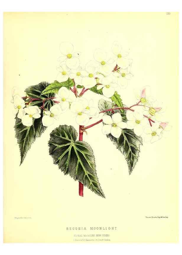 Reproducción/Reproduction 49679797898: The floral magazine;. London,L. Reeve & Co.. 