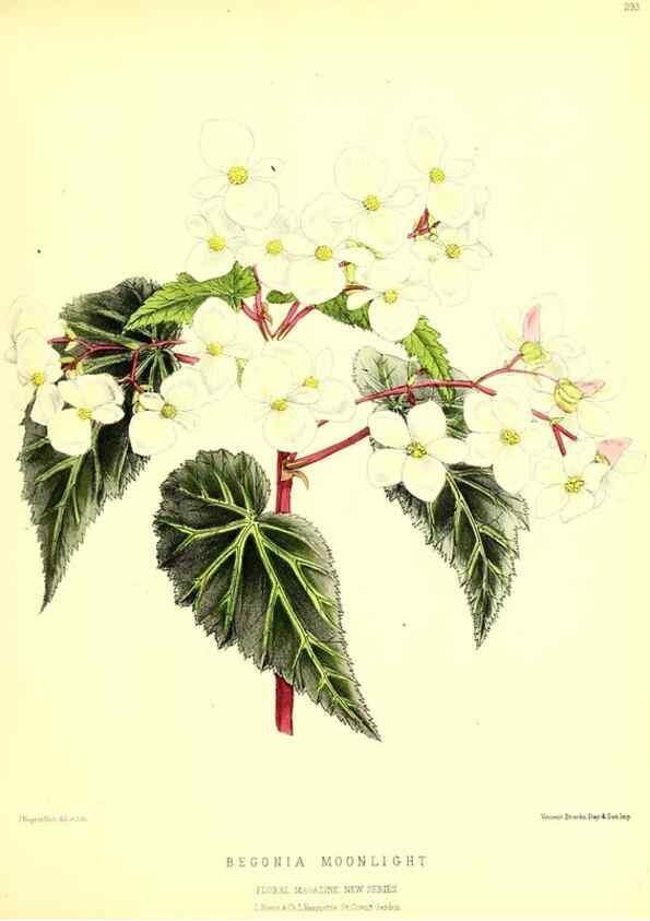Reproducción/Reproduction 49679797898: The floral magazine;. London,L. Reeve & Co.. 