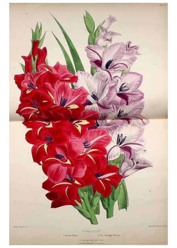 Reproducción/Reproduction 49680622882: The floral magazine;. London,L. Reeve & Co.. 