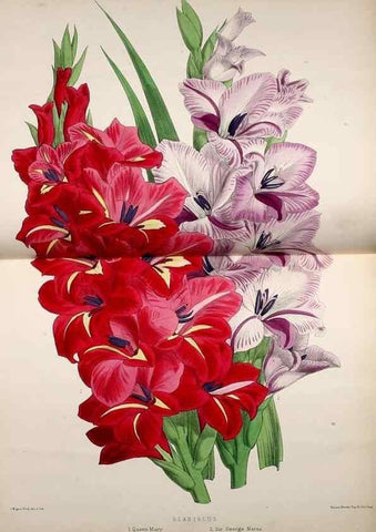 Reproducción/Reproduction 49680622882: The floral magazine;. London,L. Reeve & Co.. 