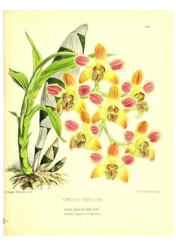 Reproducción/Reproduction 49680330806: The floral magazine;. London,L. Reeve & Co.. 