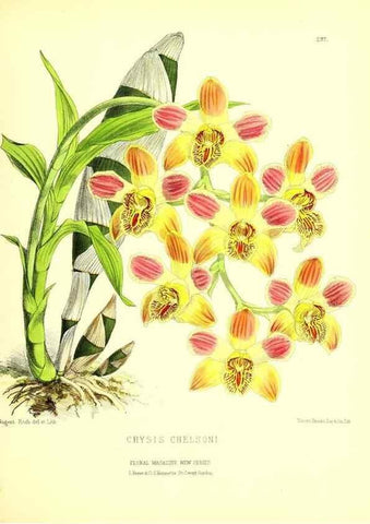 Reproducción/Reproduction 49680330806: The floral magazine;. London,L. Reeve & Co.. 