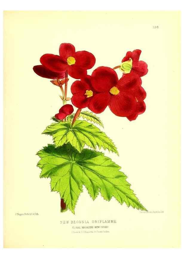 Reproducción/Reproduction 49680330981: The floral magazine;. London,L. Reeve & Co.. 