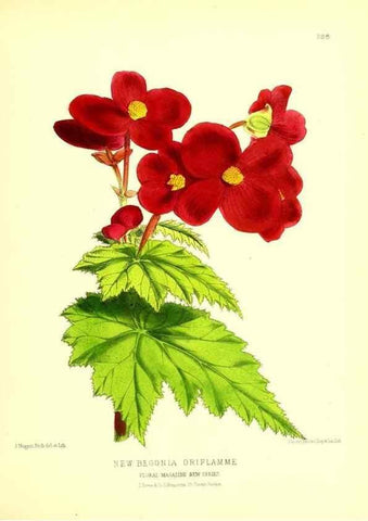 Reproducción/Reproduction 49680330981: The floral magazine;. London,L. Reeve & Co.. 