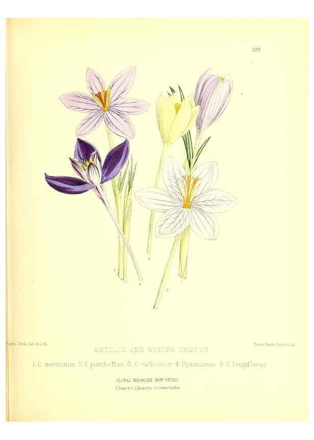 Reproducción/Reproduction 49680623477: The floral magazine;. London,L. Reeve & Co.. 
