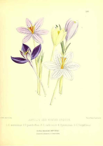 Reproducción/Reproduction 49680623477: The floral magazine;. London,L. Reeve & Co.. 