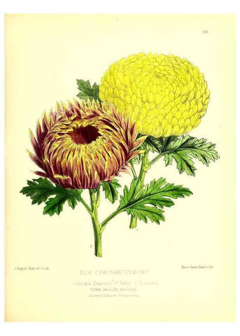 Reproducción/Reproduction 49680623712: The floral magazine;. London,L. Reeve & Co.. 