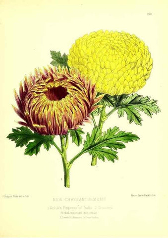 Reproducción/Reproduction 49680623712: The floral magazine;. London,L. Reeve & Co.. 