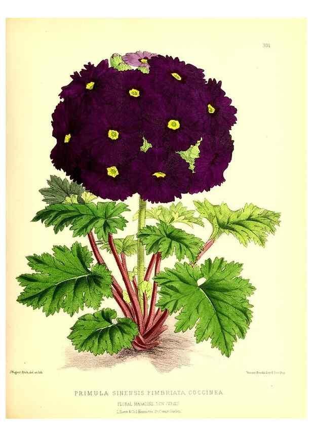 Reproducción/Reproduction 49679799593: The floral magazine;. London,L. Reeve & Co.. 