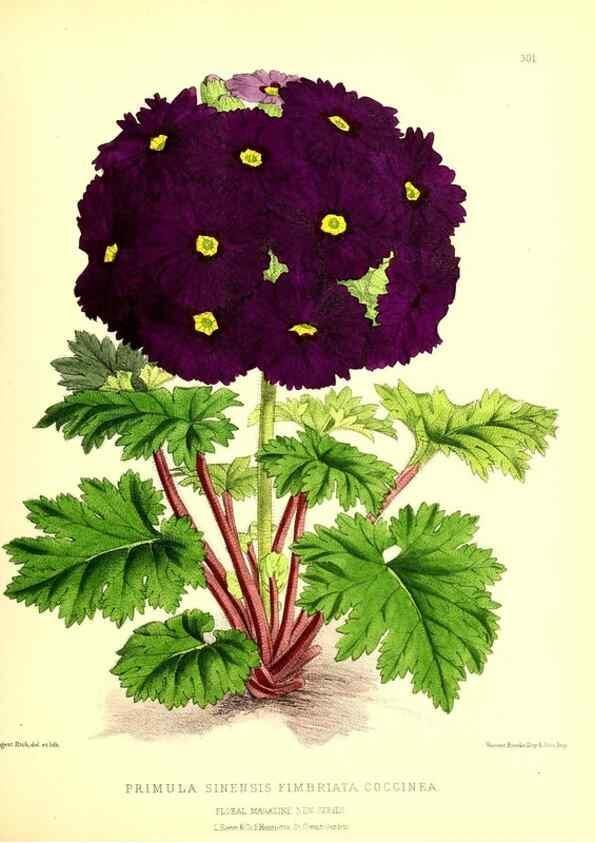 Reproducción/Reproduction 49679799593: The floral magazine;. London,L. Reeve & Co.. 