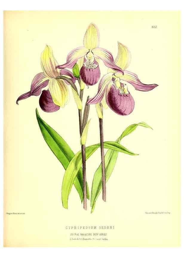Reproducción/Reproduction 49679799813: The floral magazine;. London,L. Reeve & Co.. 