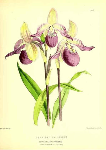 Reproducción/Reproduction 49679799813: The floral magazine;. London,L. Reeve & Co.. 