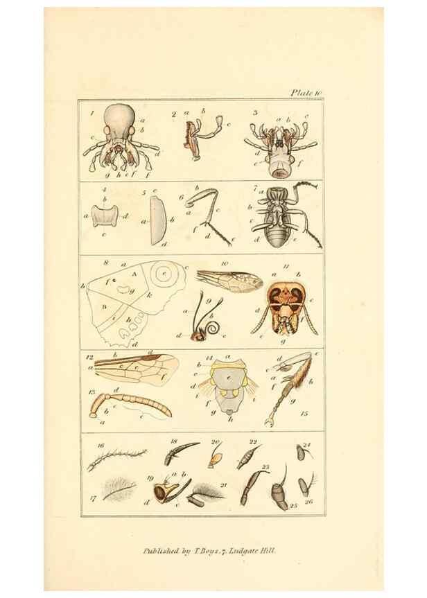 Reproducción/Reproduction 49679778233: The entomologist's useful compendium;. London,Printed for T. Boys,1819.. 
