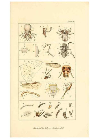 Reproducción/Reproduction 49679778233: The entomologist's useful compendium;. London,Printed for T. Boys,1819.. 