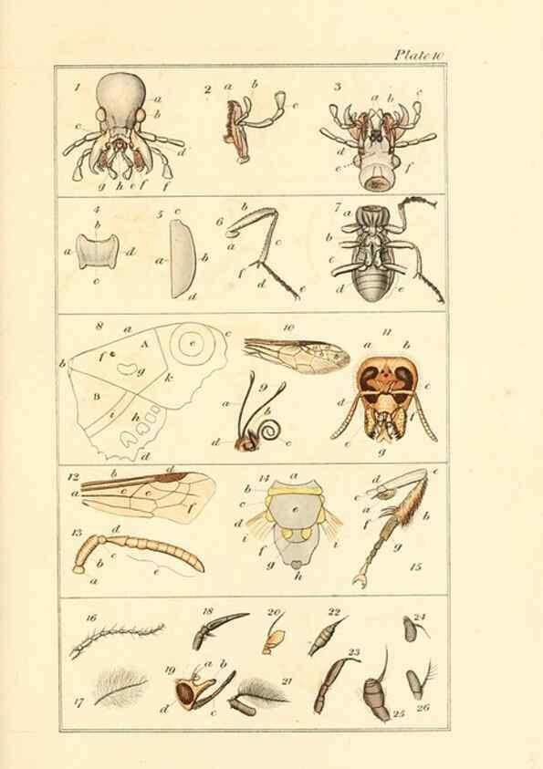 Reproducción/Reproduction 49679778233: The entomologist's useful compendium;. London,Printed for T. Boys,1819.. 