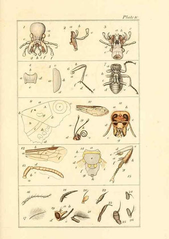Reproducción/Reproduction 49679778233: The entomologist's useful compendium;. London,Printed for T. Boys,1819.. 