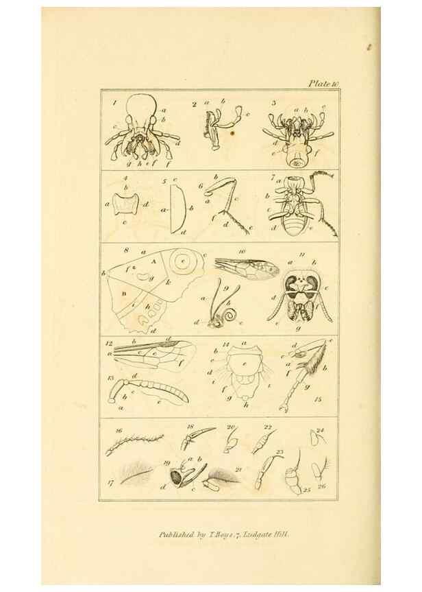 Reproducción/Reproduction 49680601922: The entomologist's useful compendium;. London,Printed for T. Boys,1819.. 