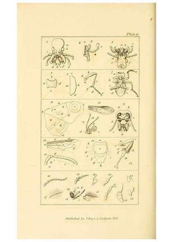 Reproducción/Reproduction 49680601922: The entomologist's useful compendium;. London,Printed for T. Boys,1819.. 