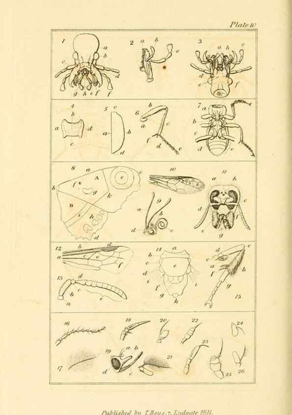 Reproducción/Reproduction 49680601922: The entomologist's useful compendium;. London,Printed for T. Boys,1819.. 