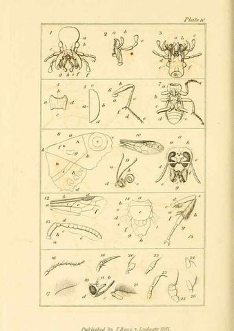 Reproducción/Reproduction 49680601922: The entomologist's useful compendium;. London,Printed for T. Boys,1819.. 